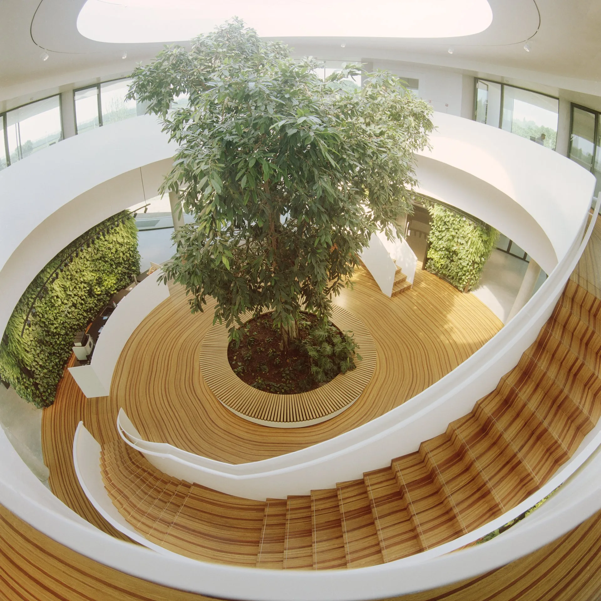 INSSAEI: the wooden growth rings around the tree at Krinkels in Breda